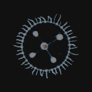 Resenha: Luedji Luna - Um Mar Pra Cada Um (2025) 2