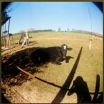 Cachorros e Madames no Fim do Mundo