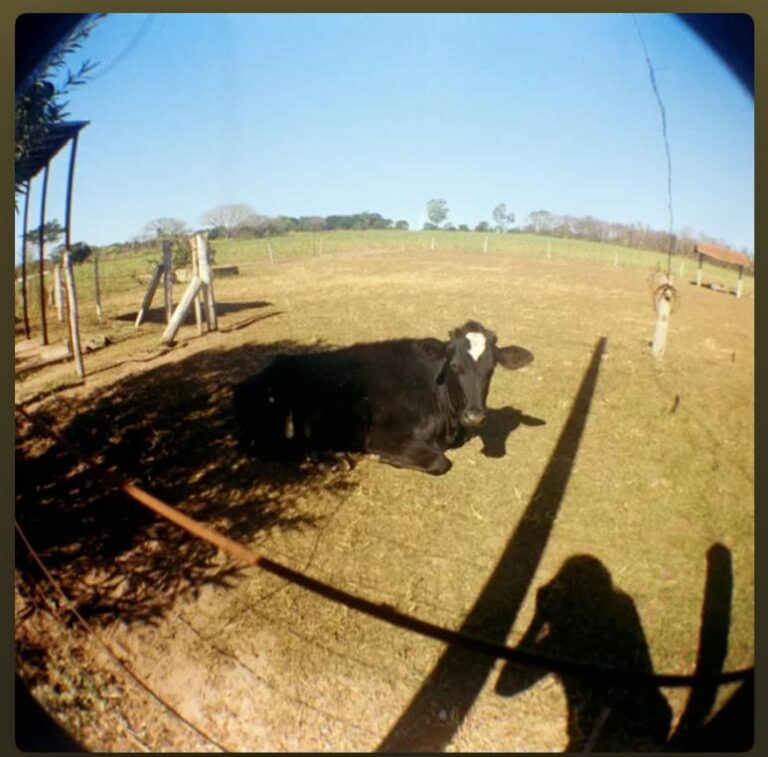 Schlop – Cachorros e Madames no Fim do Mundo (2026)