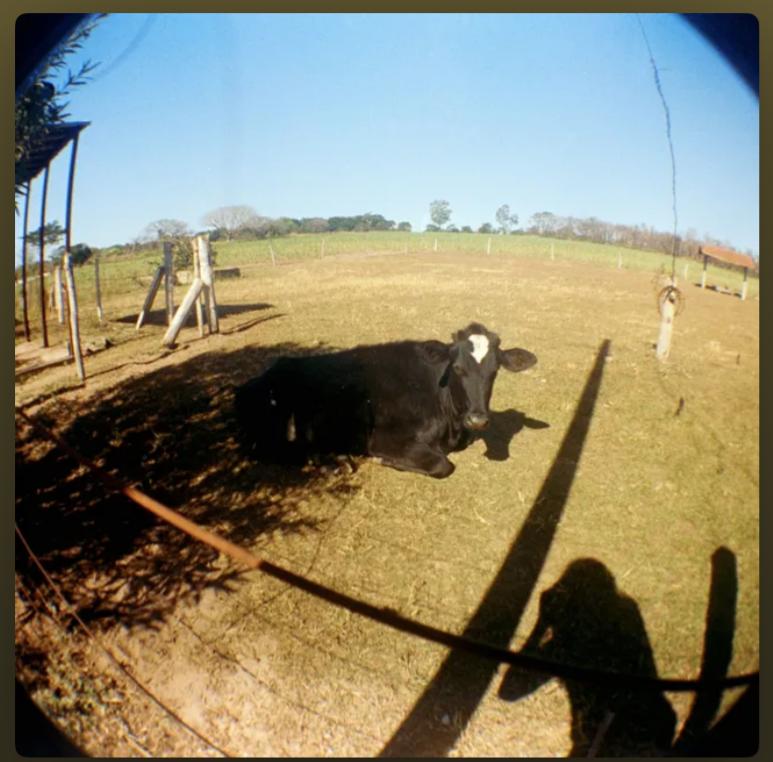 Schlop - Cachorros e Madames no Fim do Mundo (2026) 30